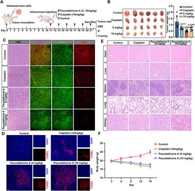 Paucatalinone A from Paulownia Catalpifolia Gong Tong Elicits mitochondrial-mediated cancer cell death to combat osteosarcoma